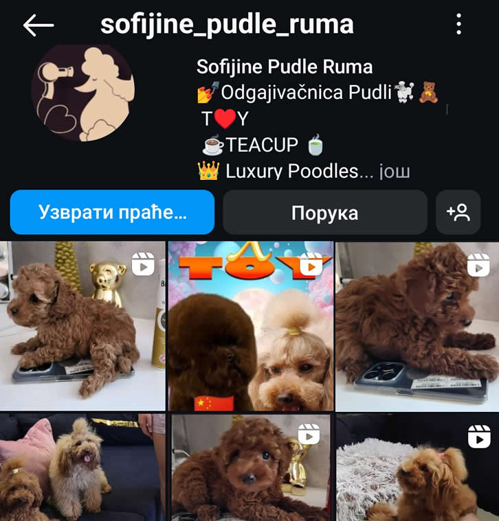 Toy pudla FIFI kennel